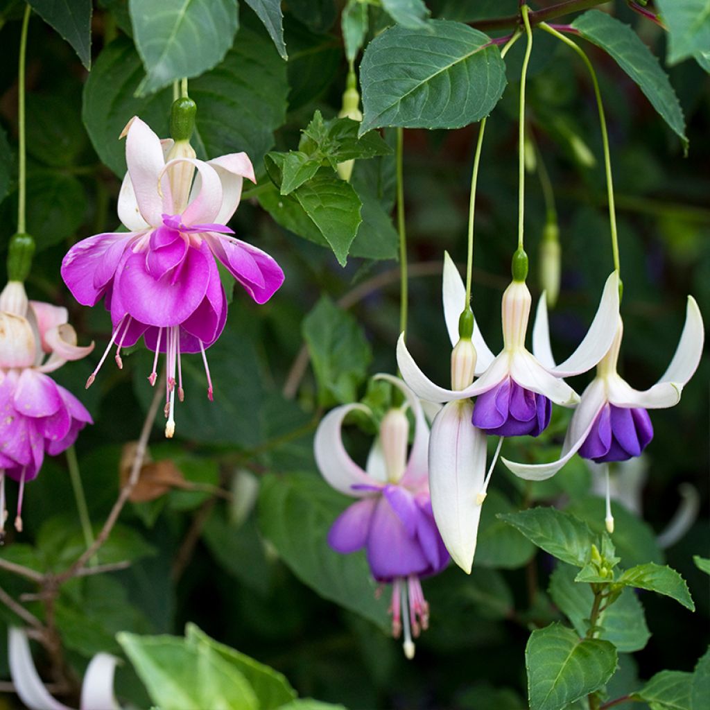 Fuchsia Blue Sarah - Fucsia