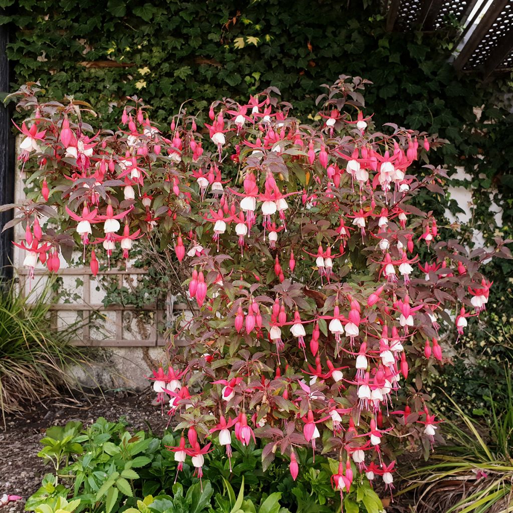 Fuchsia Lady Thumb - Fucsia