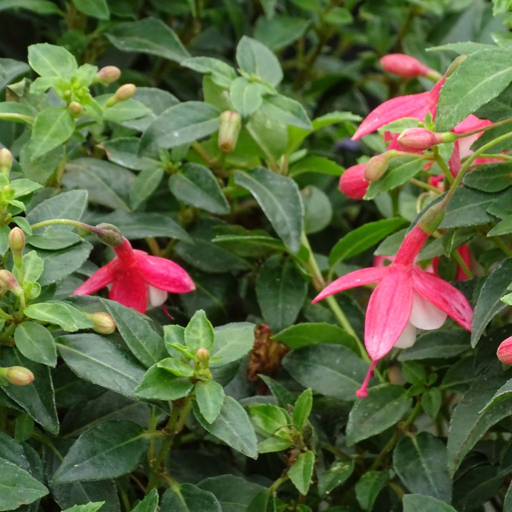 Fuchsia Lady Thumb - Fucsia