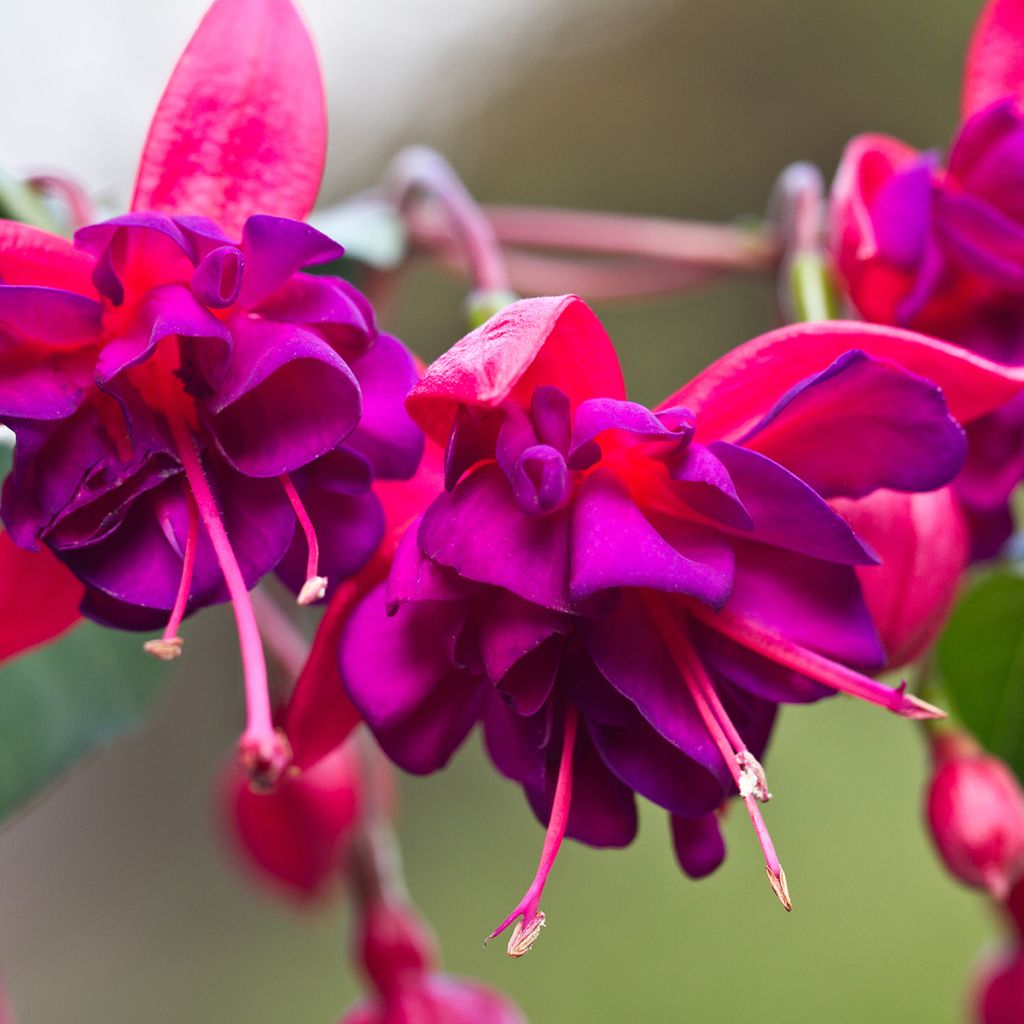 Fuchsia Princess Dollar - Fucsia