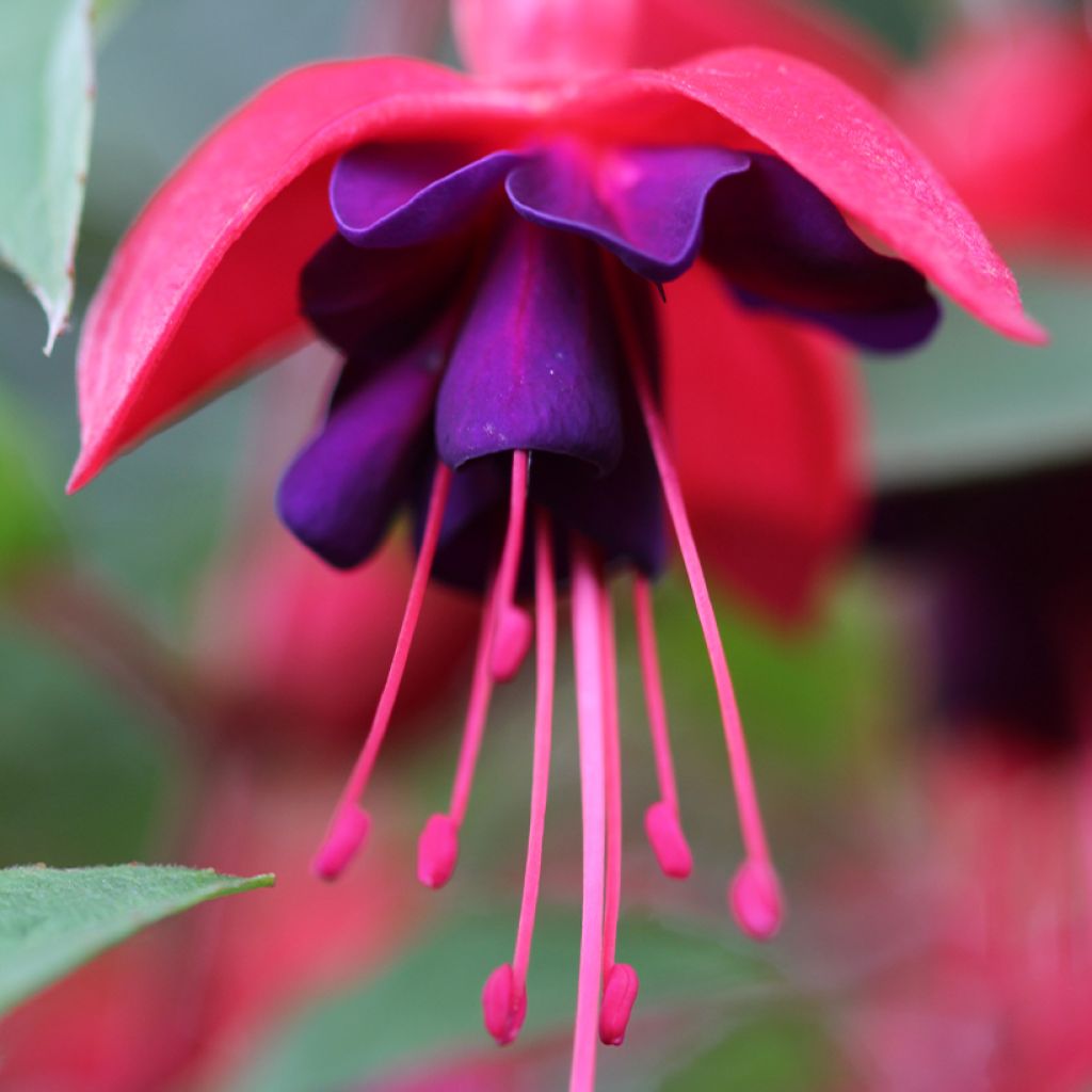 Fuchsia Princess Dollar - Fucsia