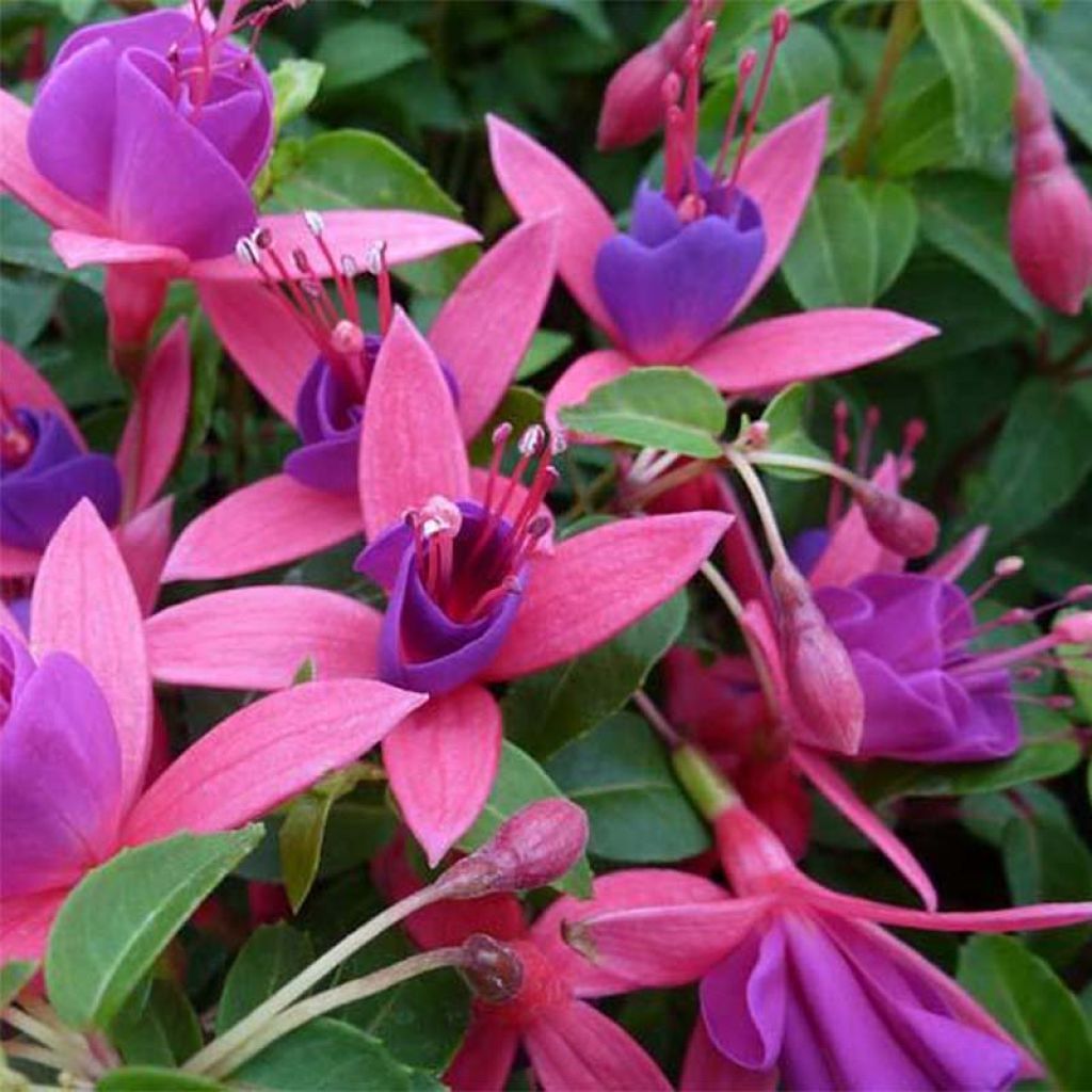 Fuchsia rustique Tom Thumb