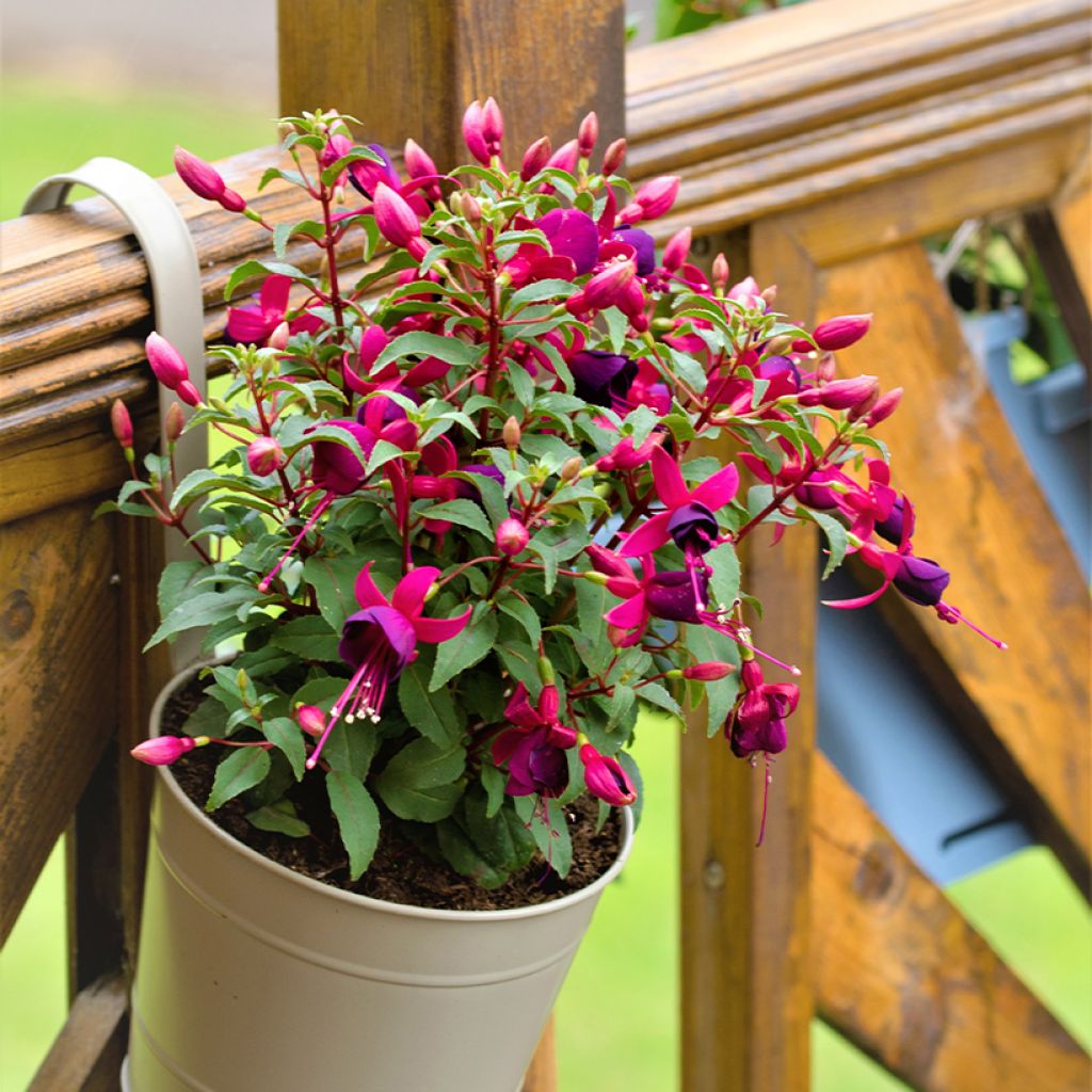 Fuchsia Tom Thumb - Fucsia