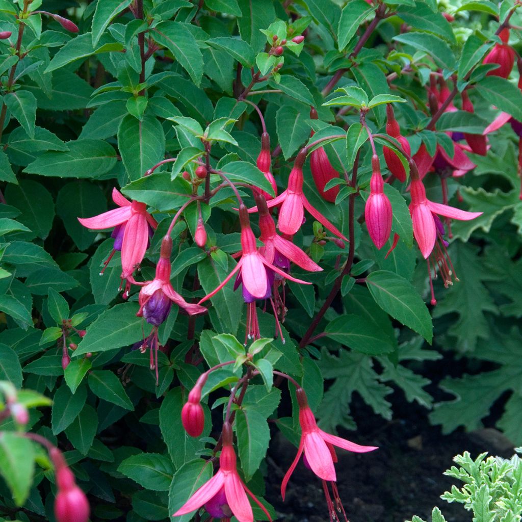 Fuchsia Tom Thumb - Fucsia