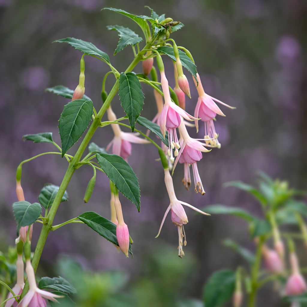 Fuchsia Whiteknights Pearl - Fucsia