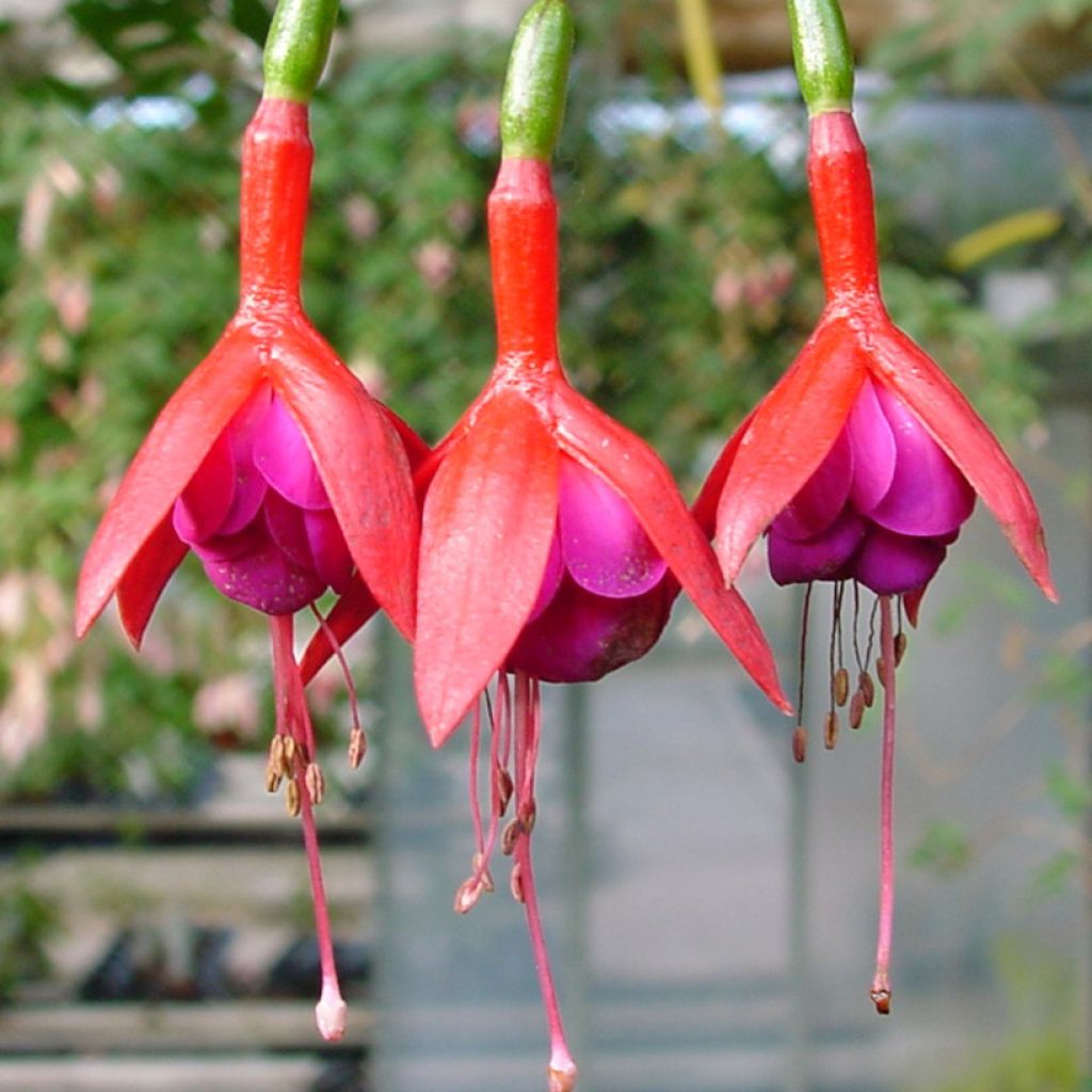 Fuchsia Douce France - Fucsia