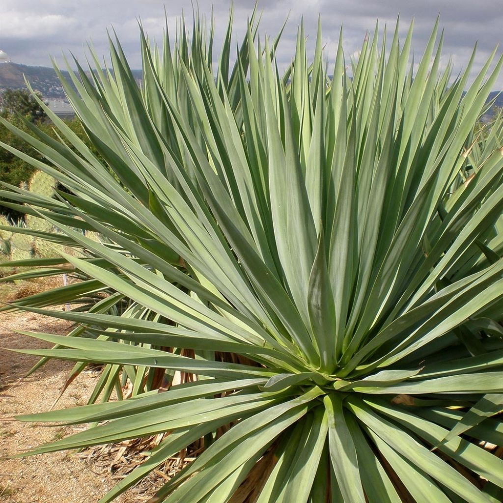 Furcraea bedinghausii