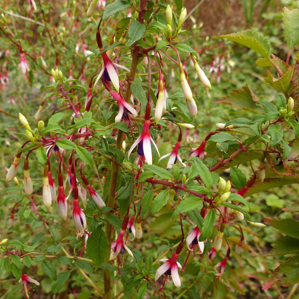 Fuchsia magellanica Arauco - Fucsia