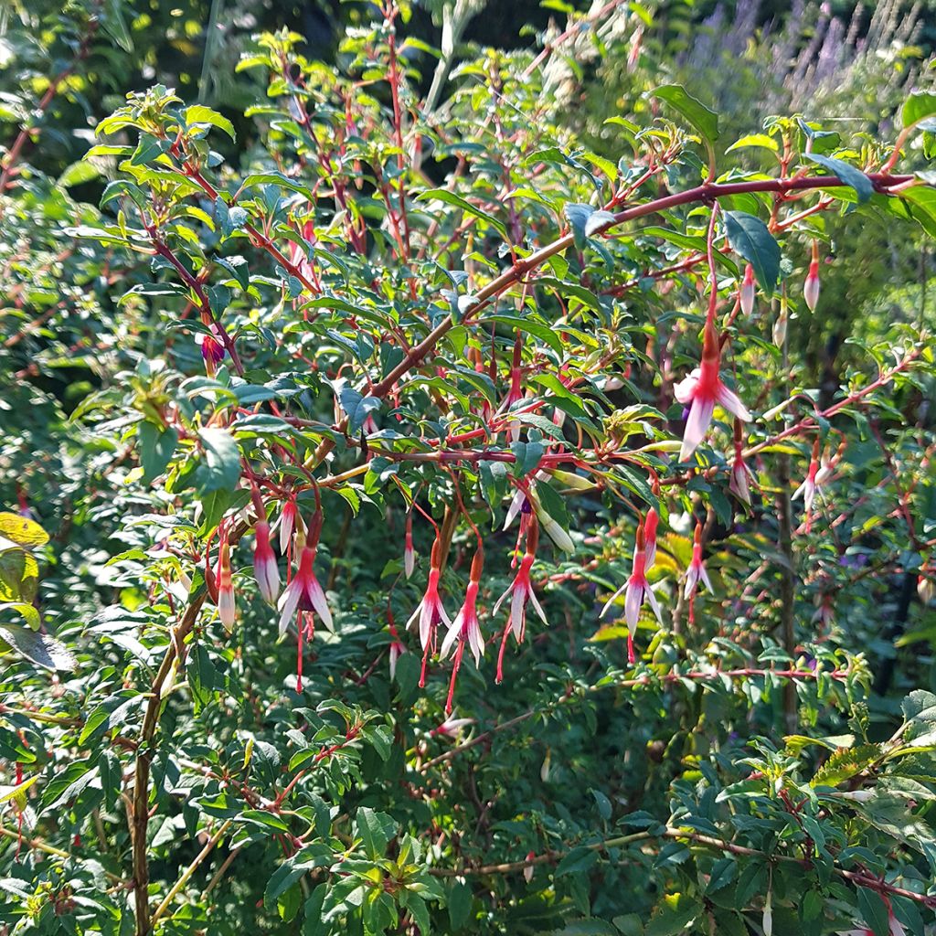 Fuchsia magellanica Arauco - Fucsia