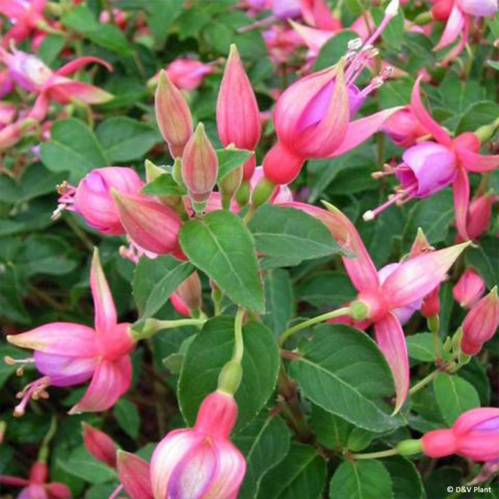 Fuchsia Margaret - Fucsia