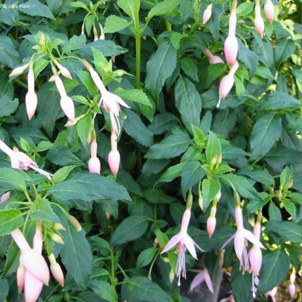 Fuchsia Whiteknights Pearl - Fucsia