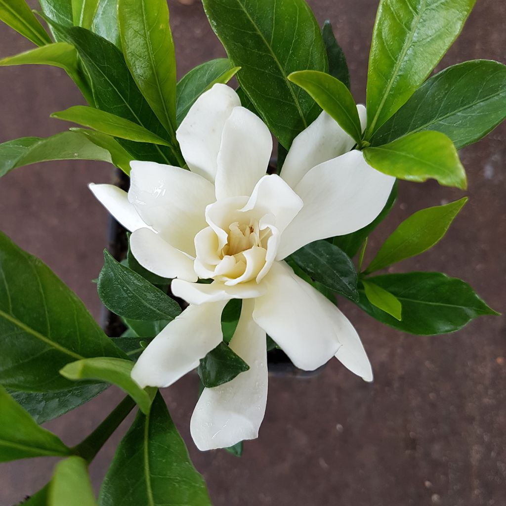 Gardenia Celestial Star