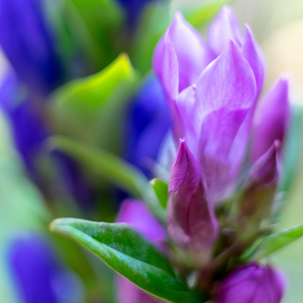 Gentiana scabra Zuki-rindo - Genziana