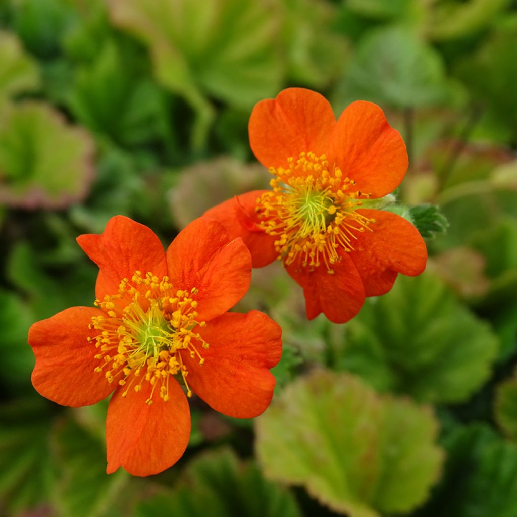 Geum coccineum Borisii - Benoîte orange