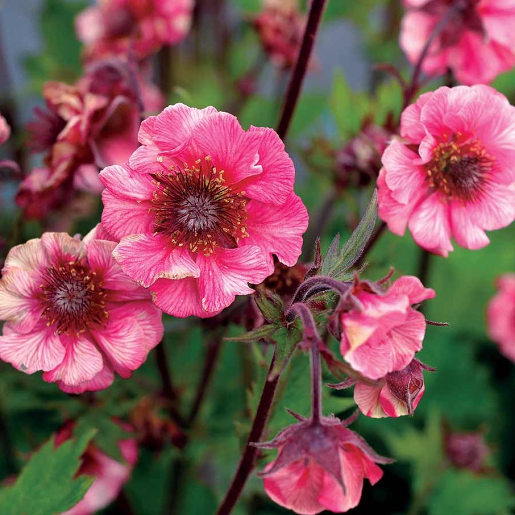 Geum Tempo Rose