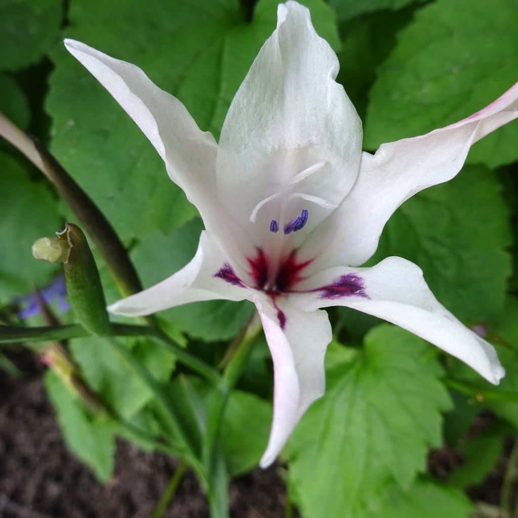 Gladiolus carneus Albidus