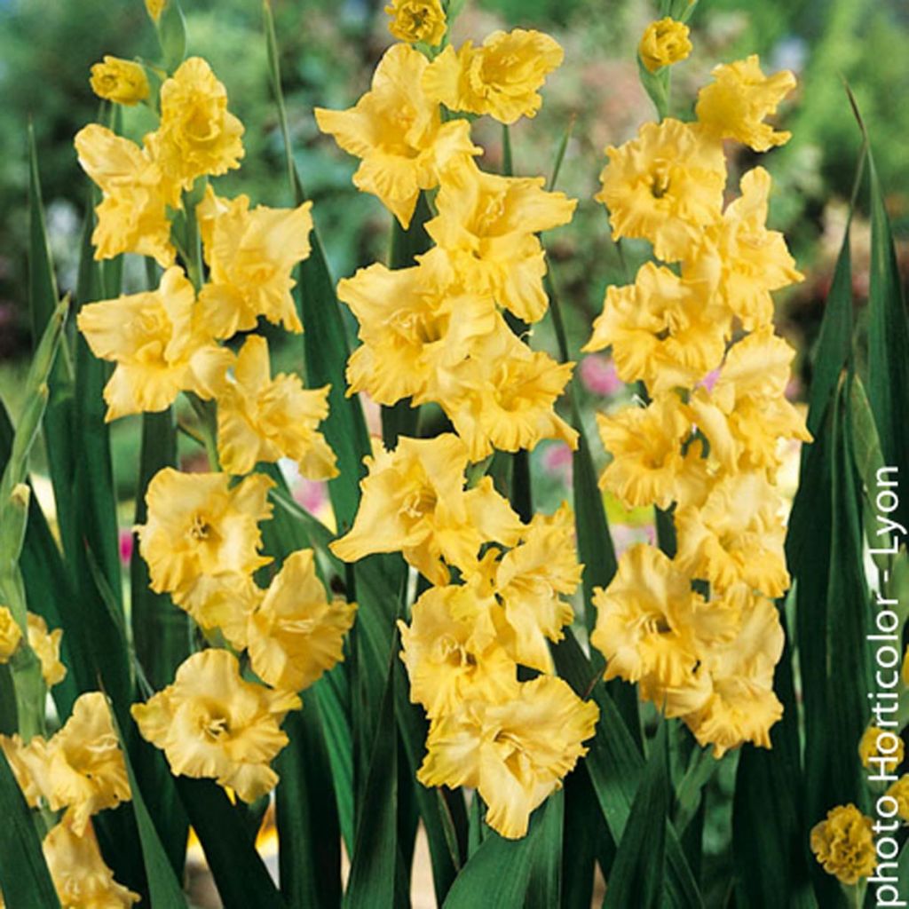 Glaïeul jaune d'or brillant - Gladiolus Morning Gold