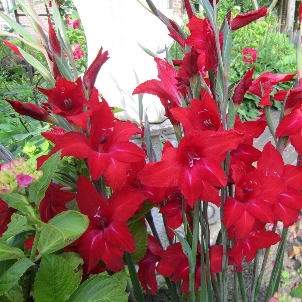 Gladiolus colvillei Red Drizzle