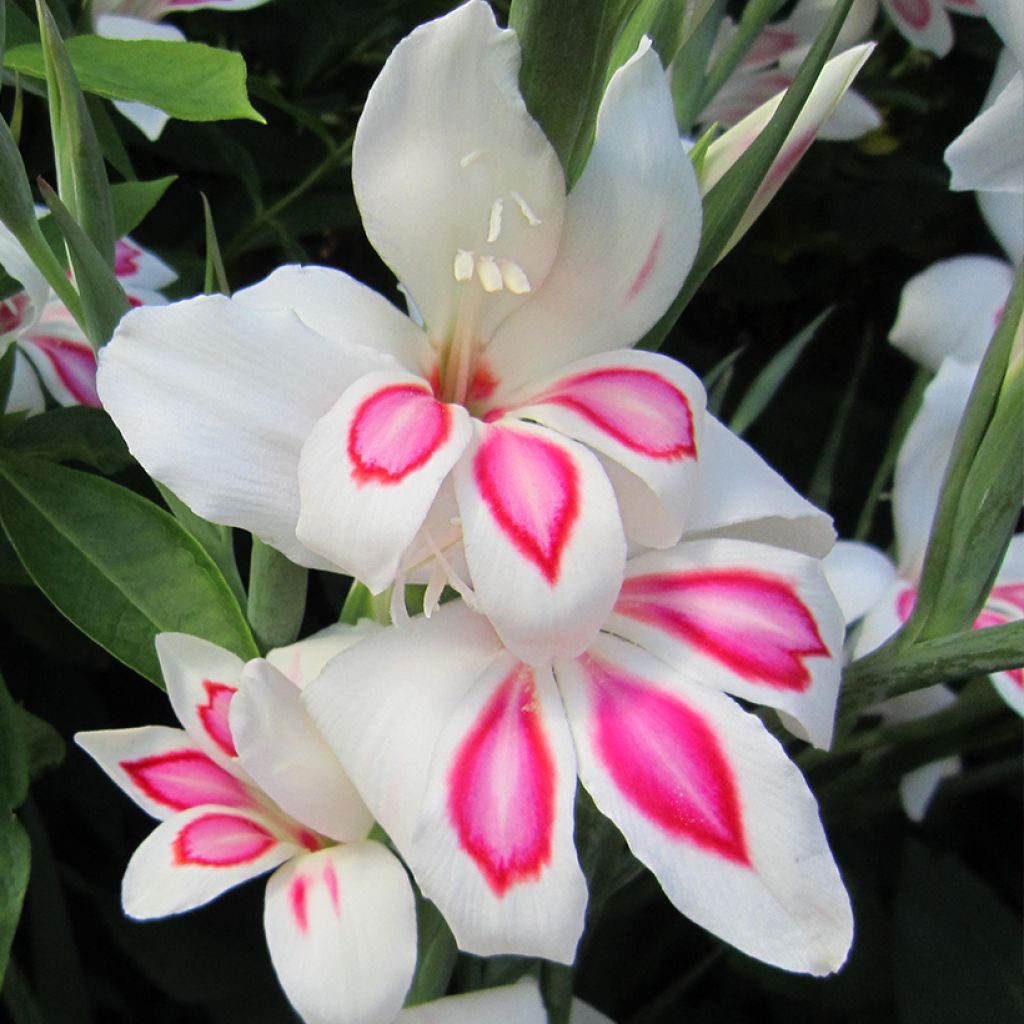 Gladiolus colvillei Prins Claus