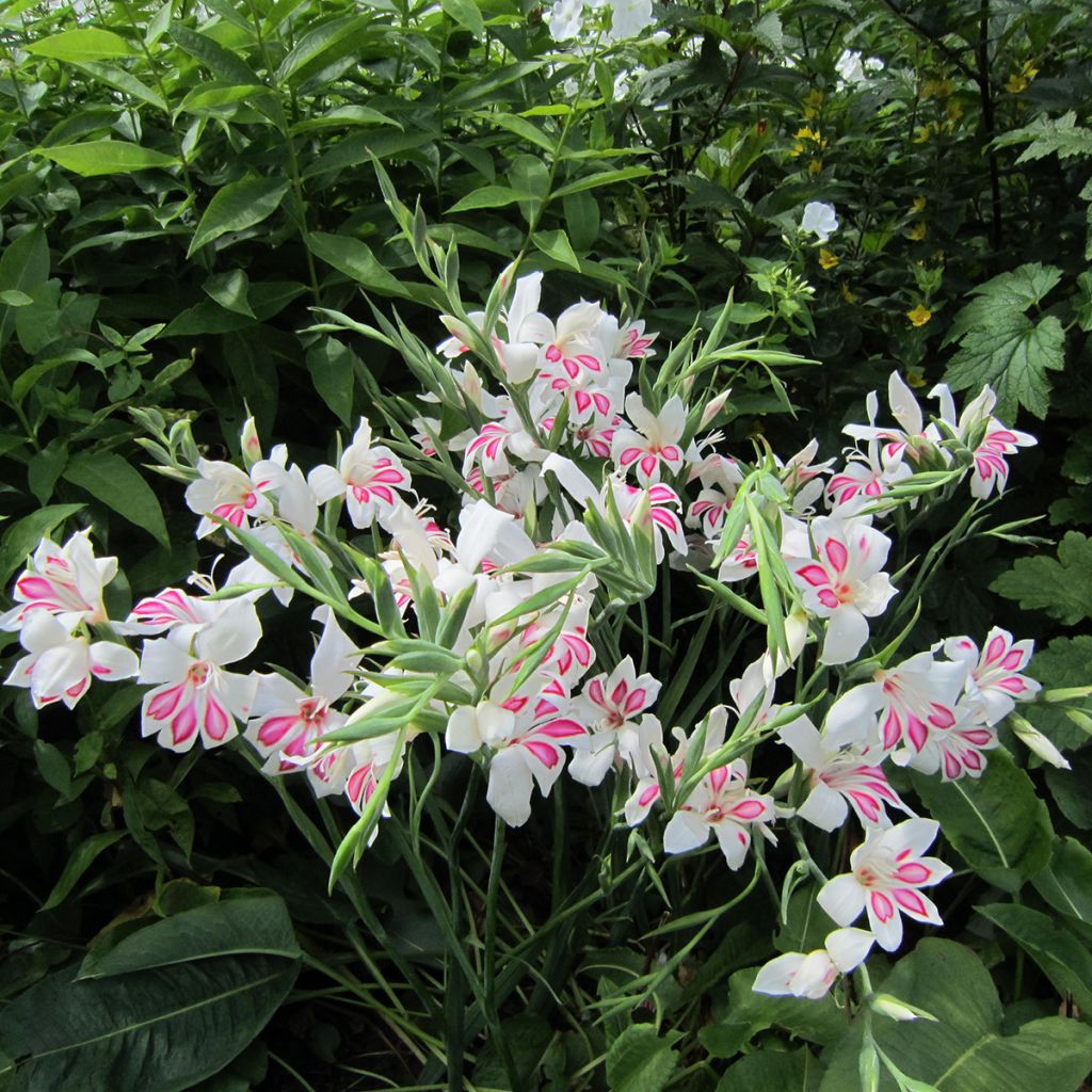 Gladiolus colvillei Prins Claus