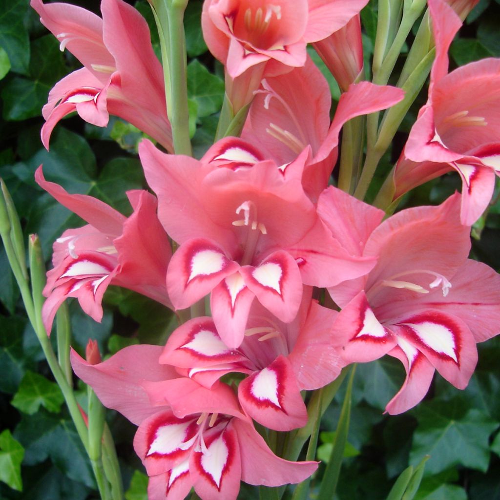 Gladiolus colvillei White Eyed Miss