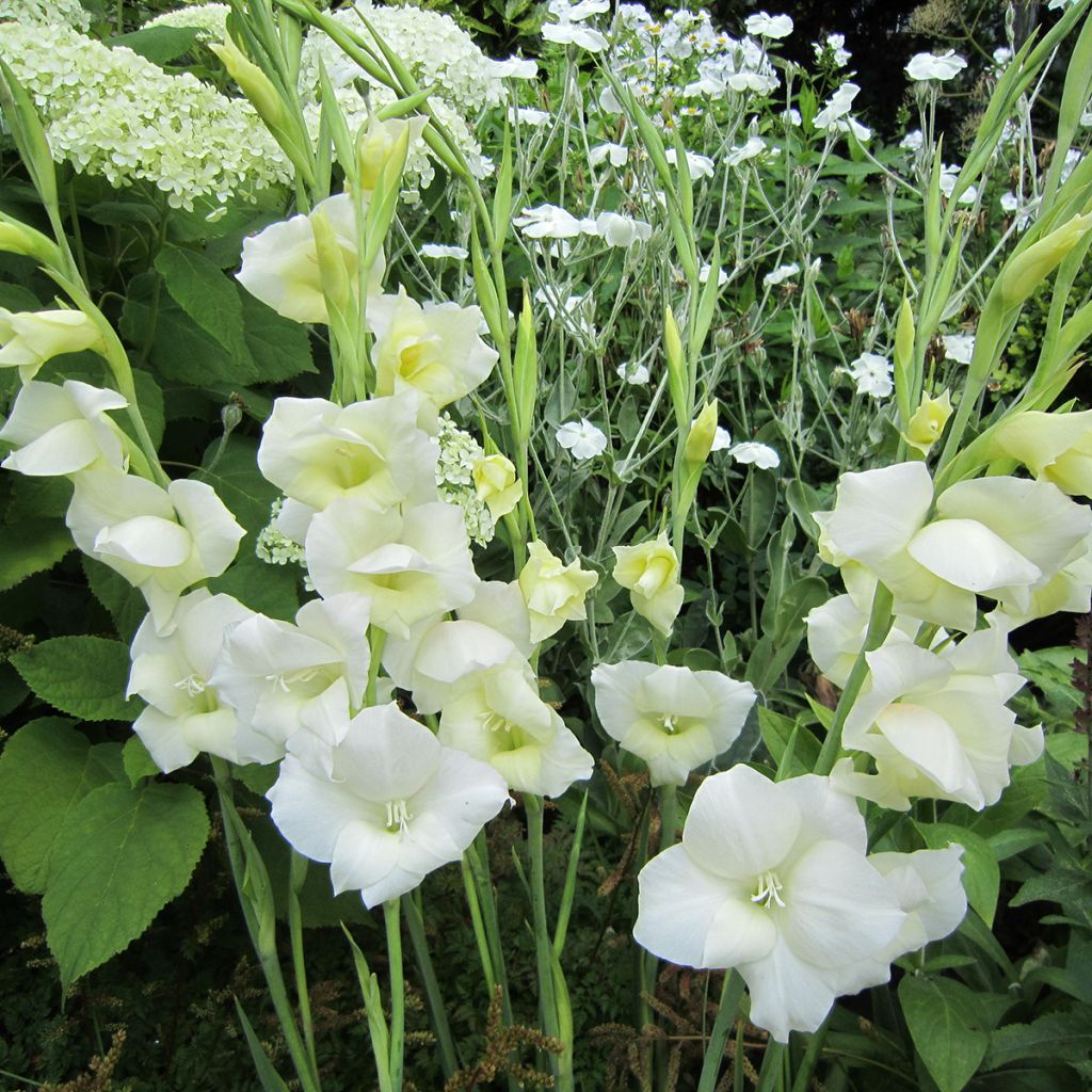 Gladiolus primulinus Fiona