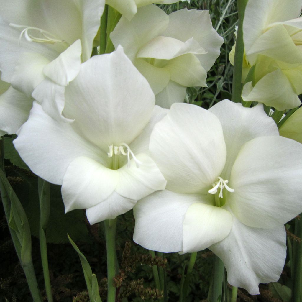 Gladiolus primulinus Fiona