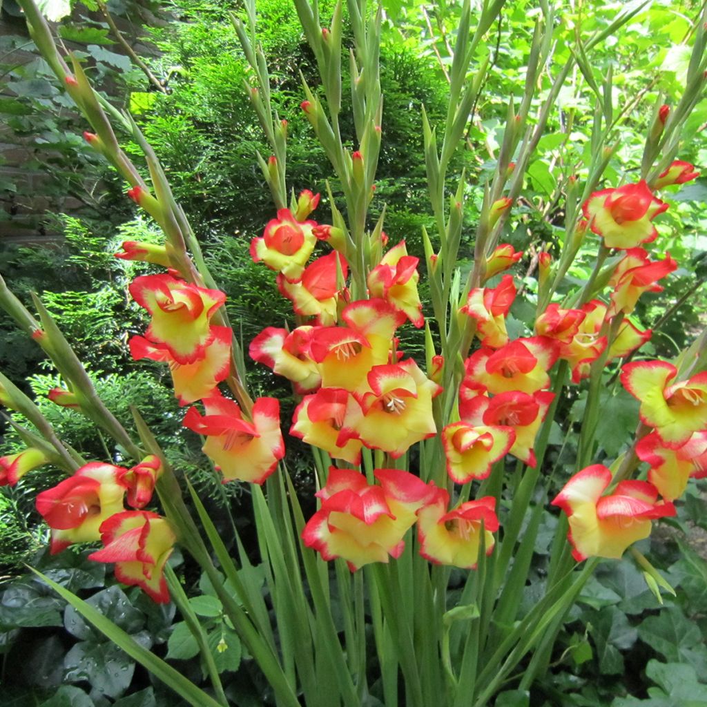 Gladiolus primulinus Las Vegas