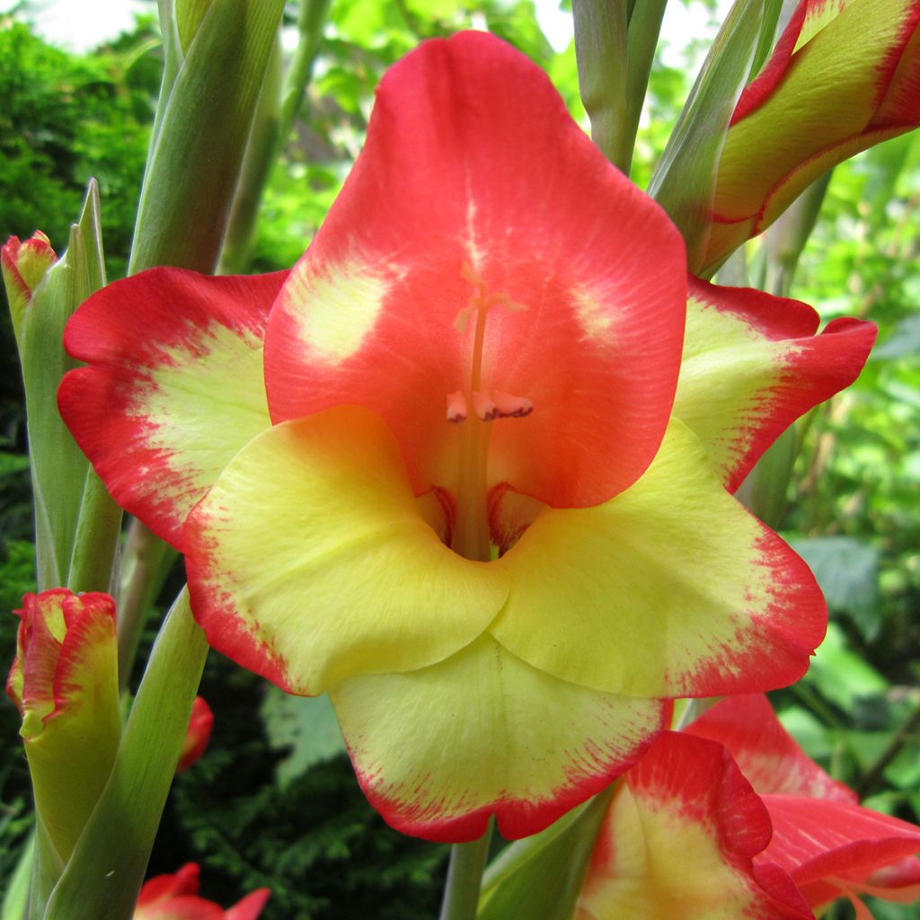 Gladiolus primulinus Las Vegas