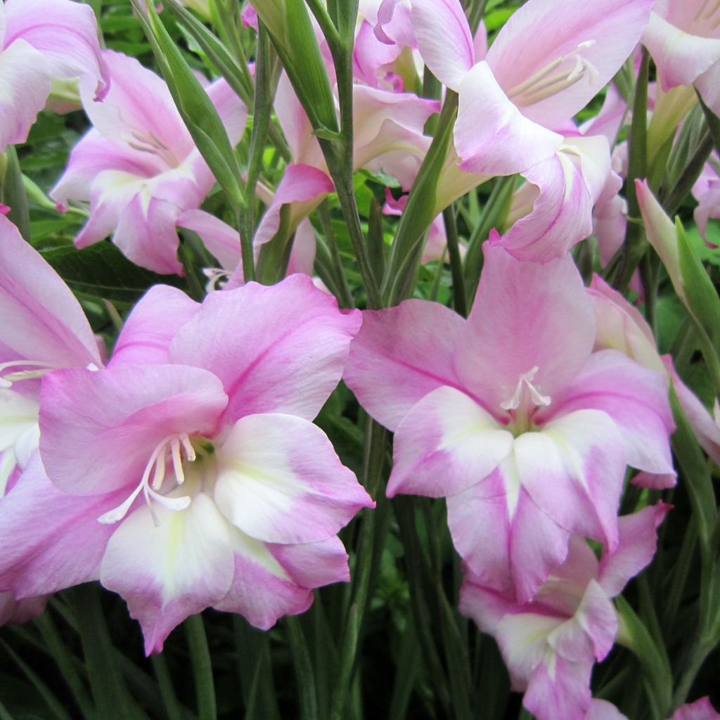 Gladiolus tubergenii Charming Henry