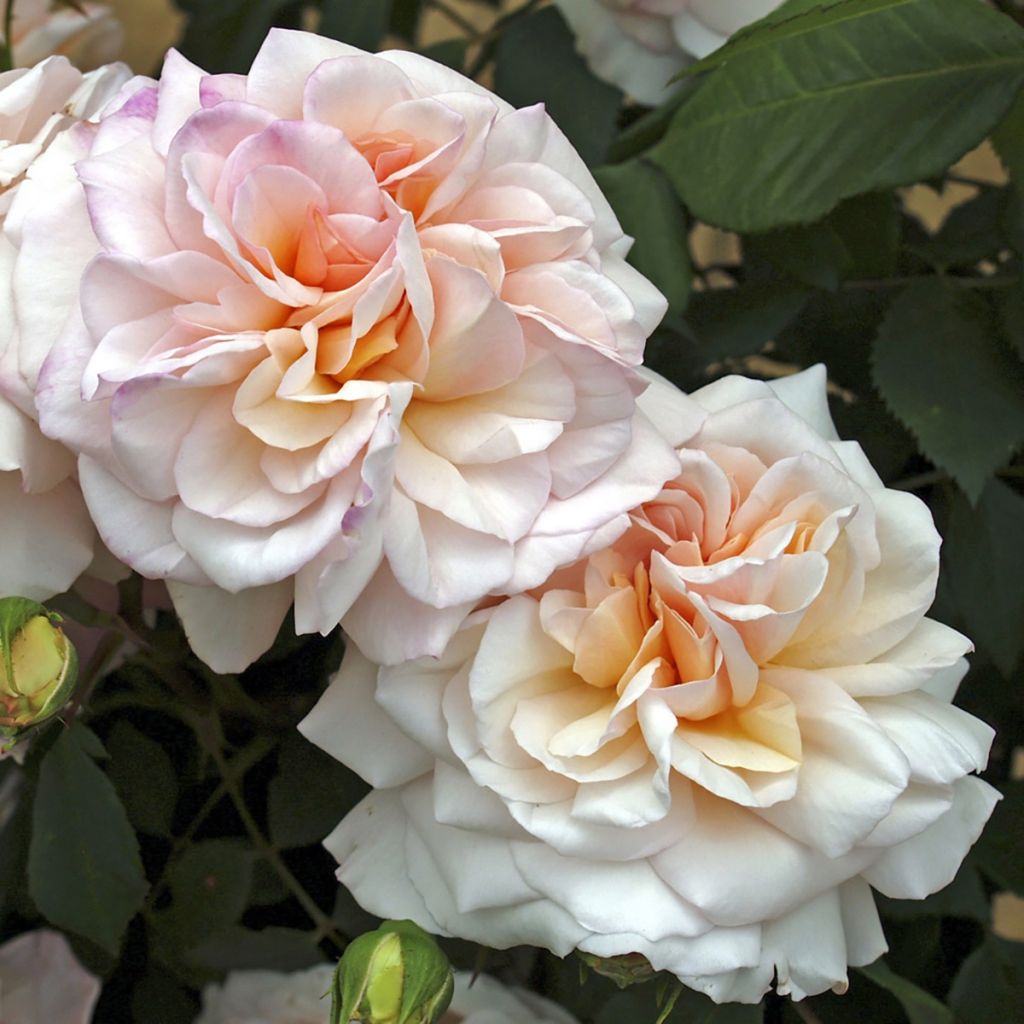 Rosa Gruss An Aachen - Rose ibrida di tea