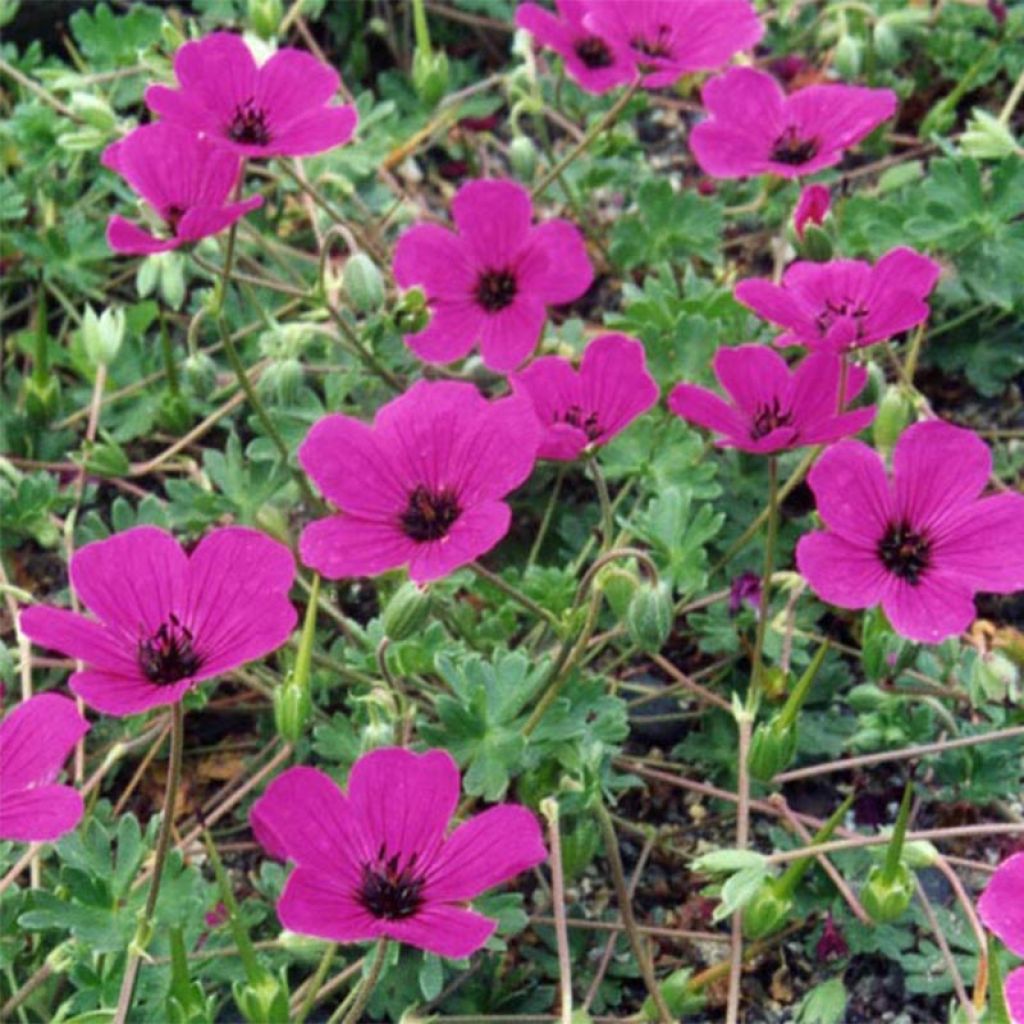 Géranium cinereum v. subcaulescens Giuseppii