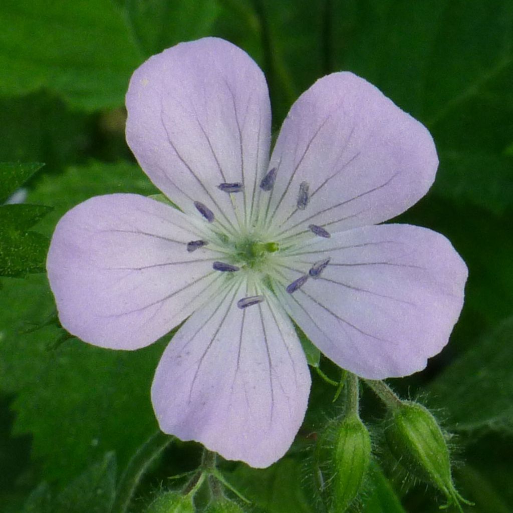 Geranium maculatum Chatto