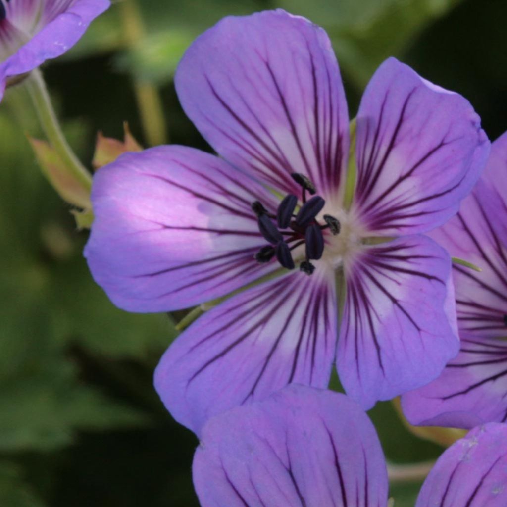 Géranium vivace Rise and Shine - Géranium vivace bleu mauve à large halo blanc, veiné de pourpre