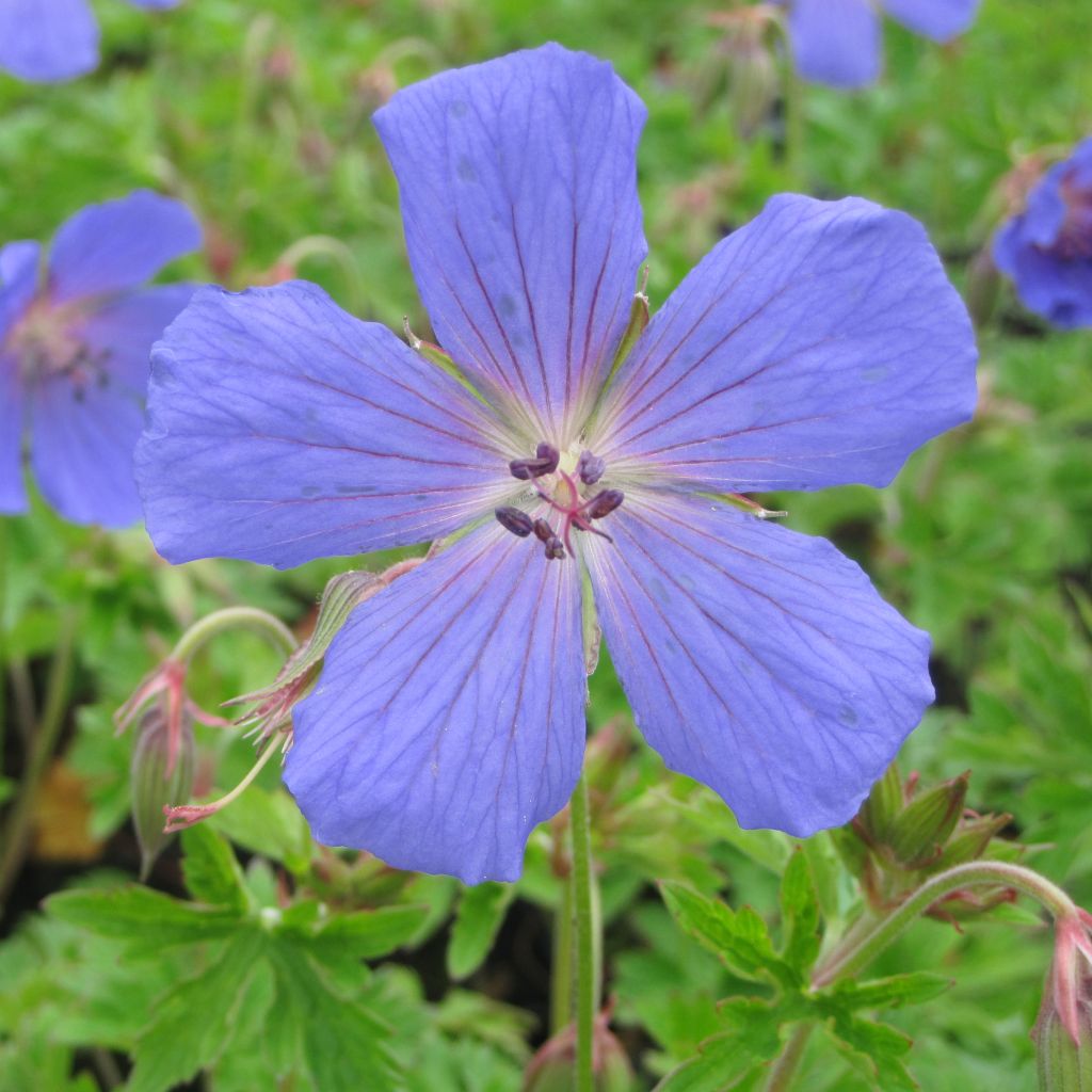 Géranium vivace himalayense - Géranium vivace de l'Himalaya 