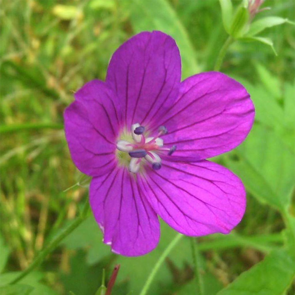 Géranium vivace palustre - Géranium des marais