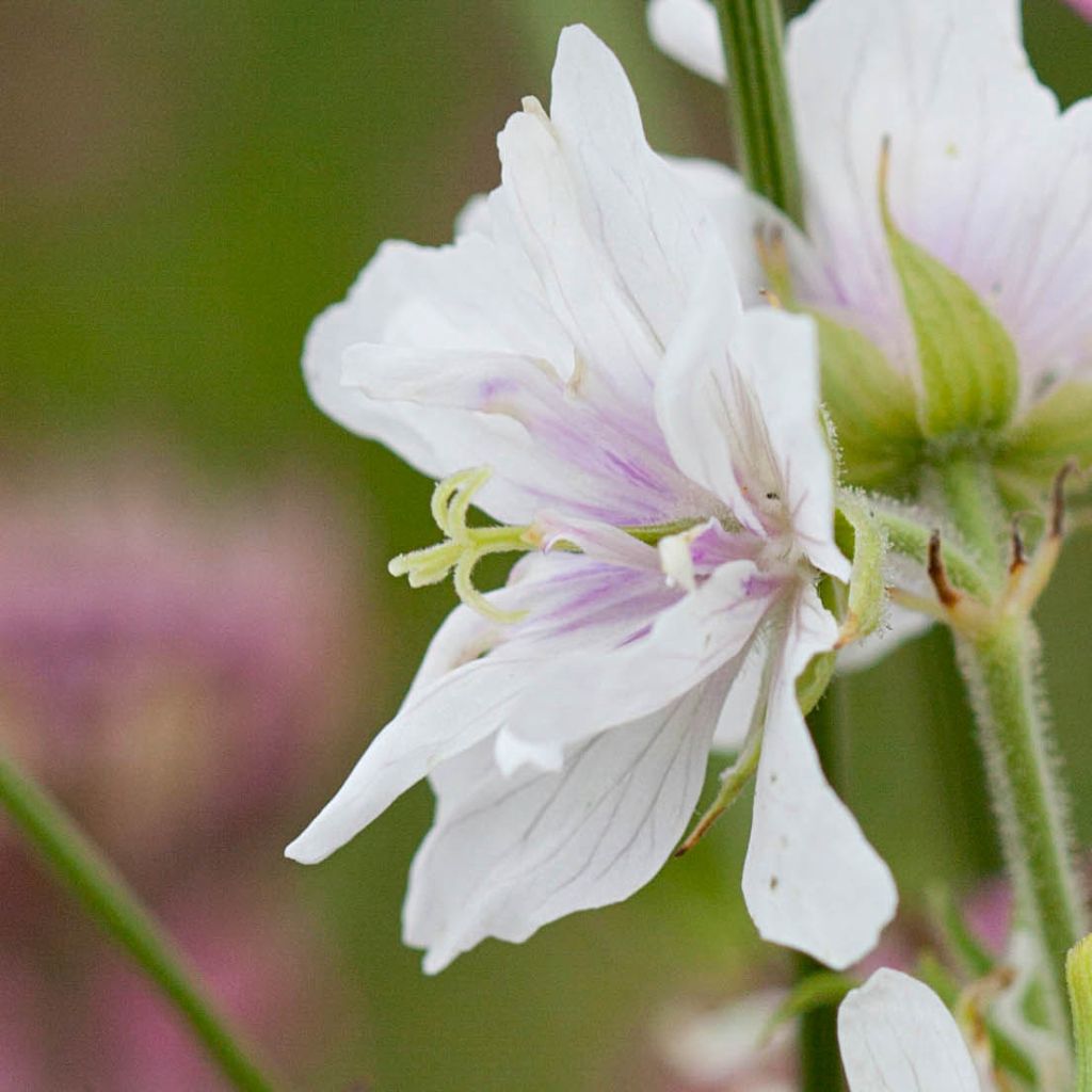 Geranium pratense Algera Double - Geranio dei prati