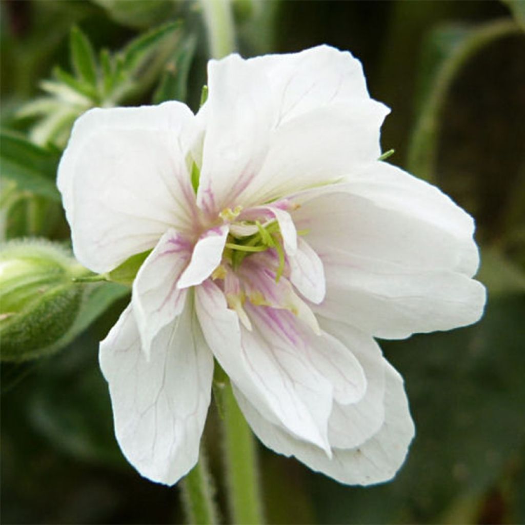 Geranium pratense Algera Double - Geranio dei prati