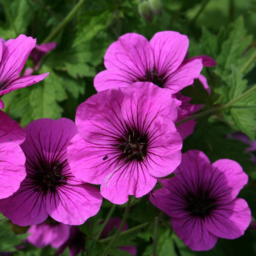 Geranium psilostemon