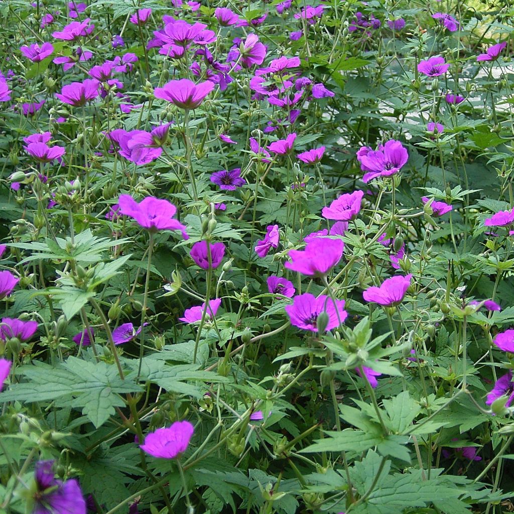 Geranium psilostemon