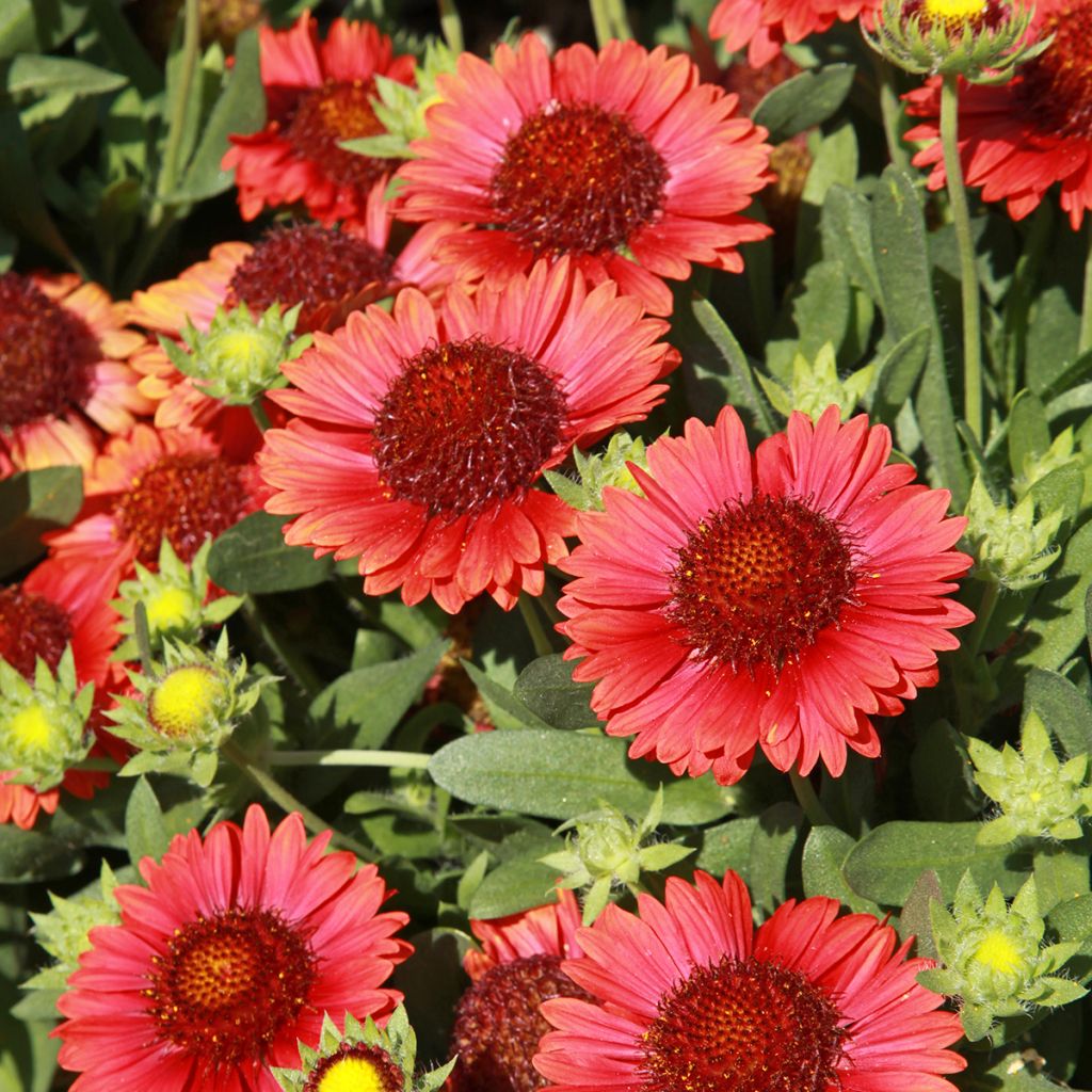 Gaillardia grandiflora Burgunder