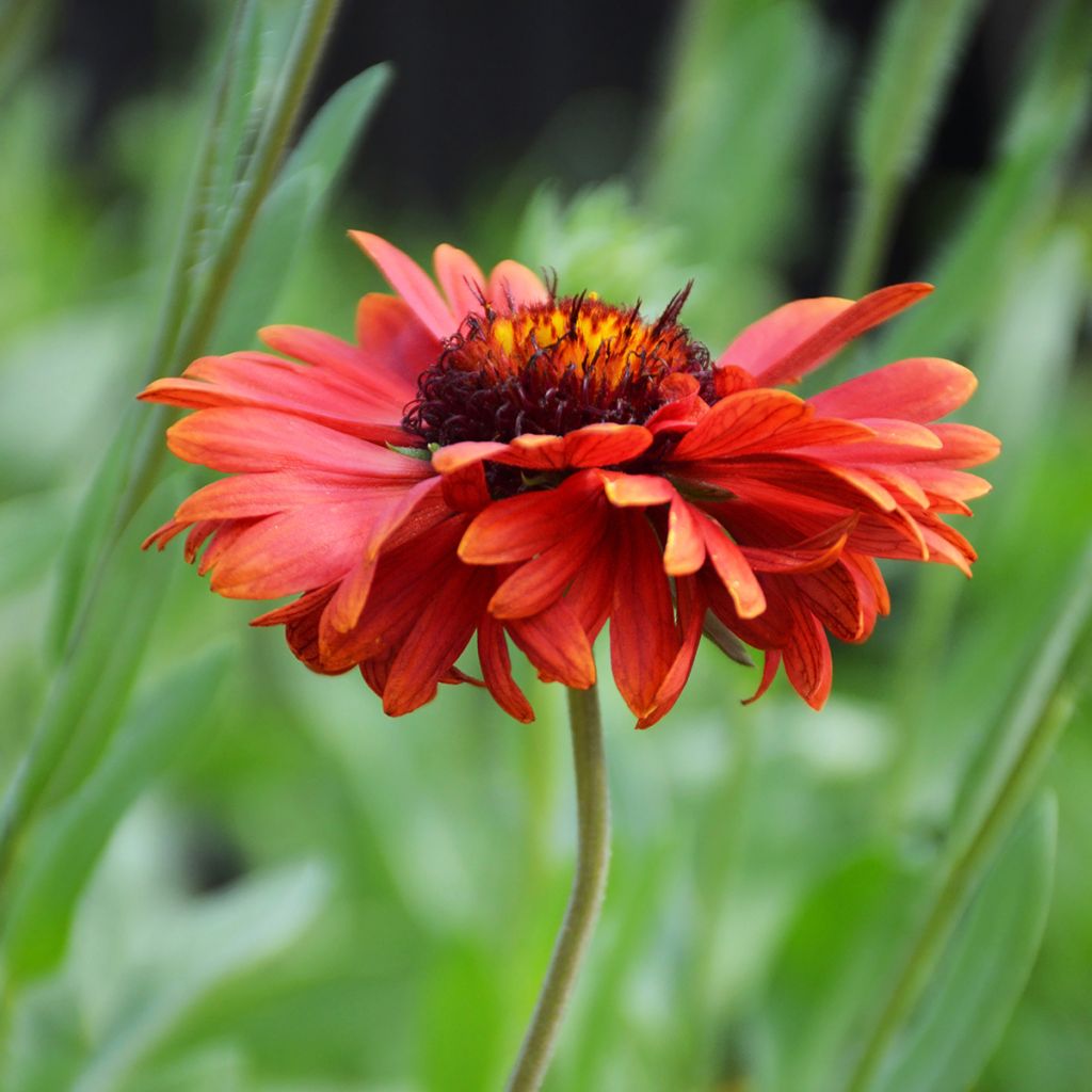 Gaillardia grandiflora Burgunder