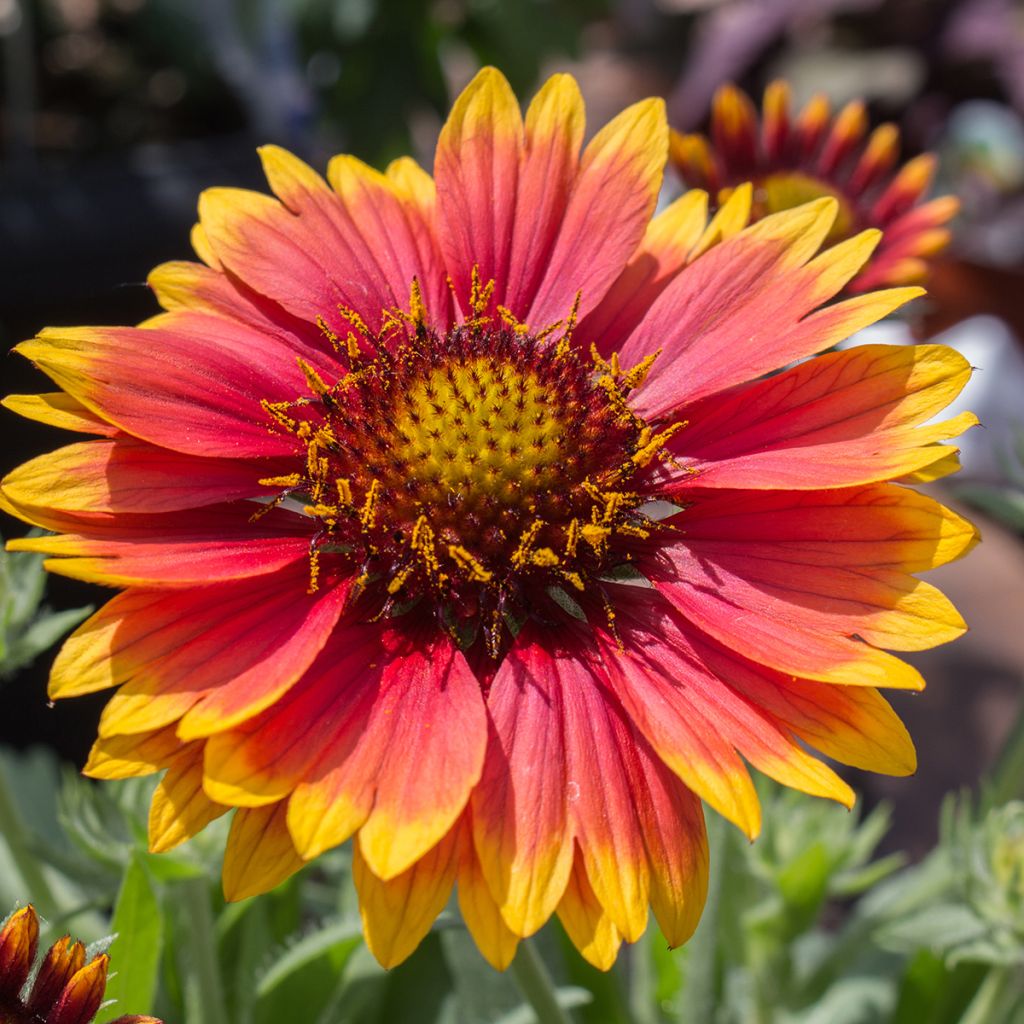 Gaillardia grandiflora Kobold