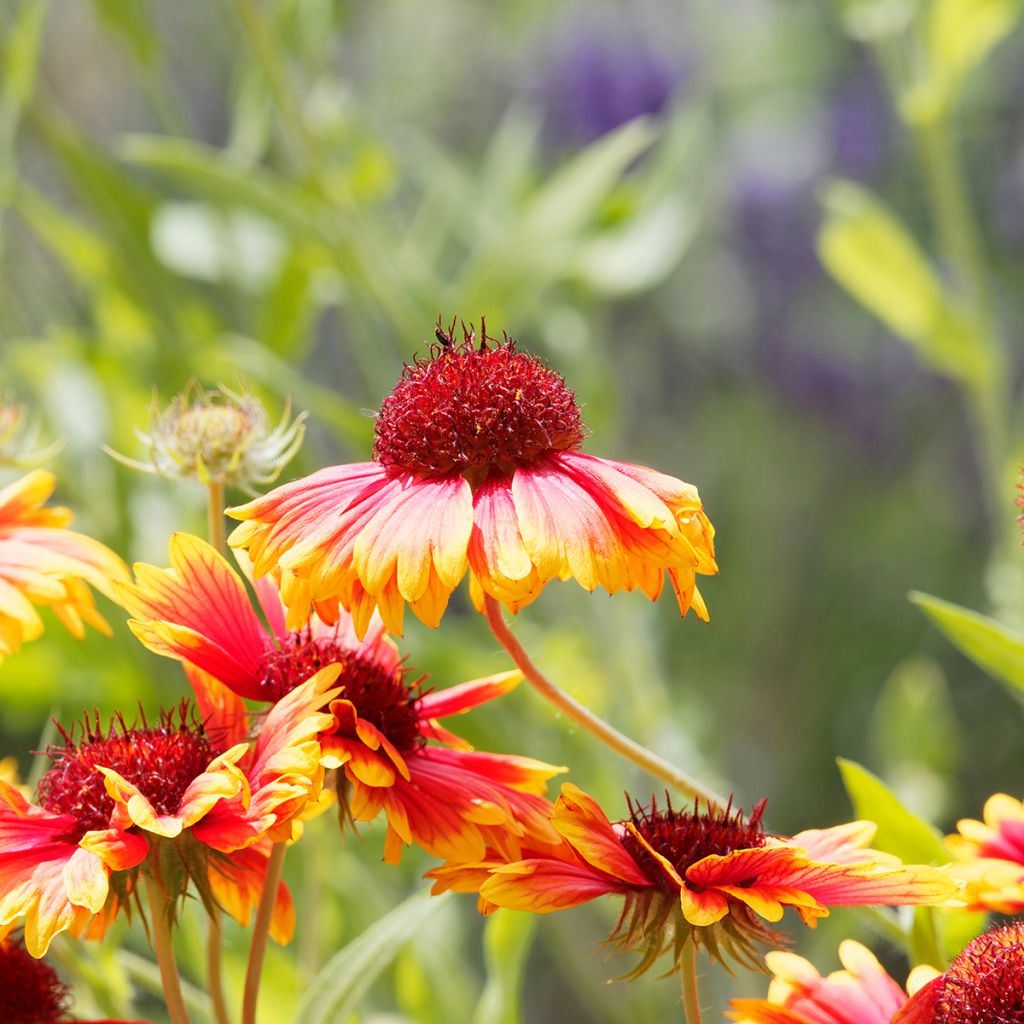 Gaillardia grandiflora Kobold