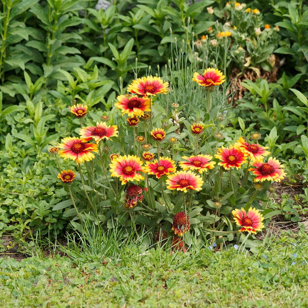 Gaillardia grandiflora Kobold