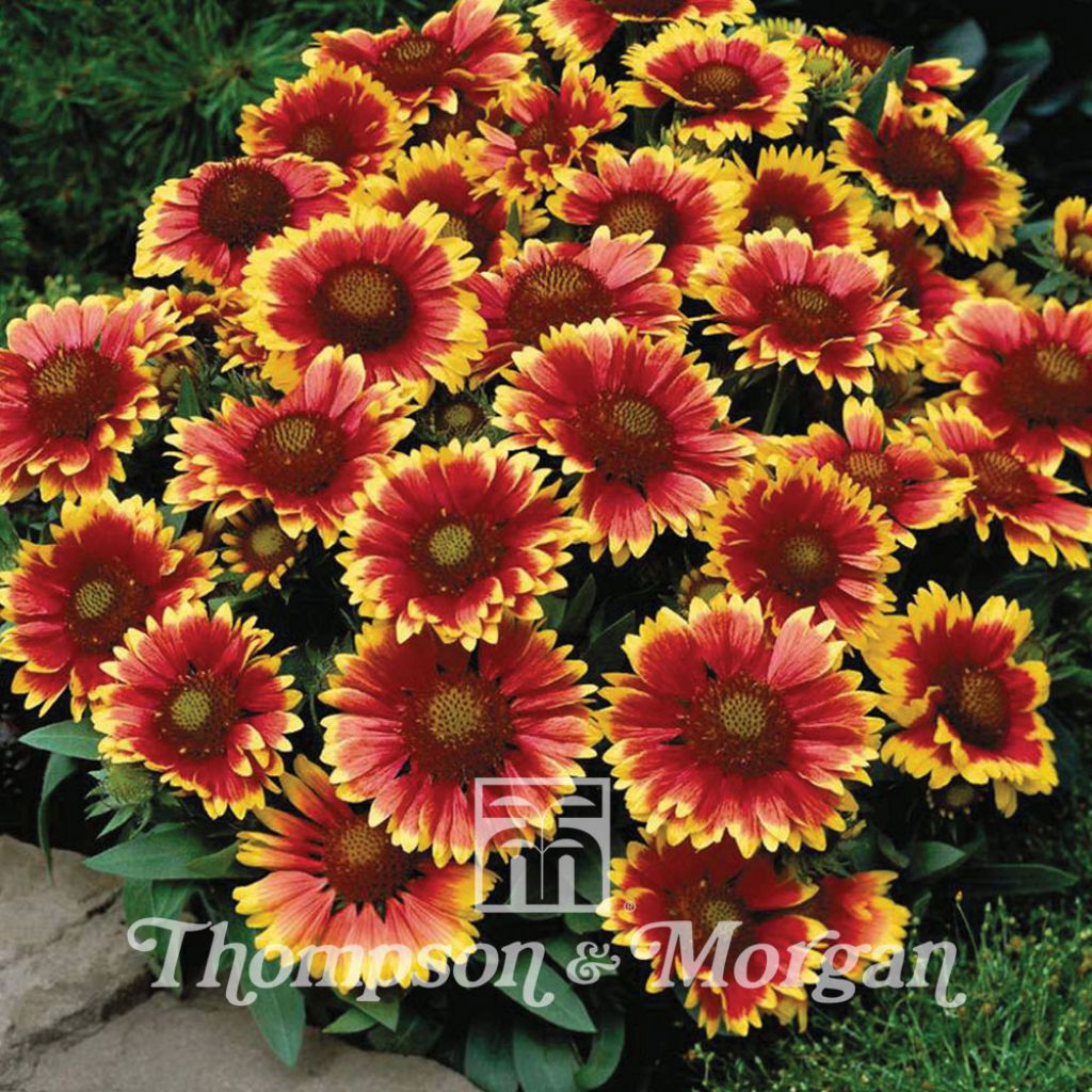 Gaillardia aristata Arizona Sun