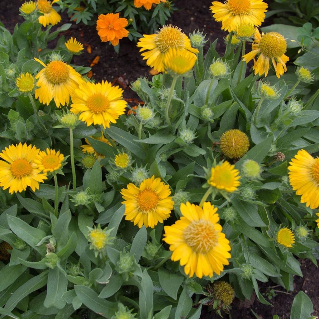 Gaillarde Mesa Yellow