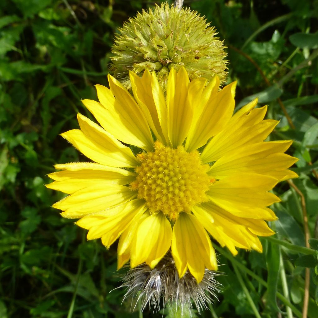 Gaillarde, Gaillardia aristata Maxima Aurea