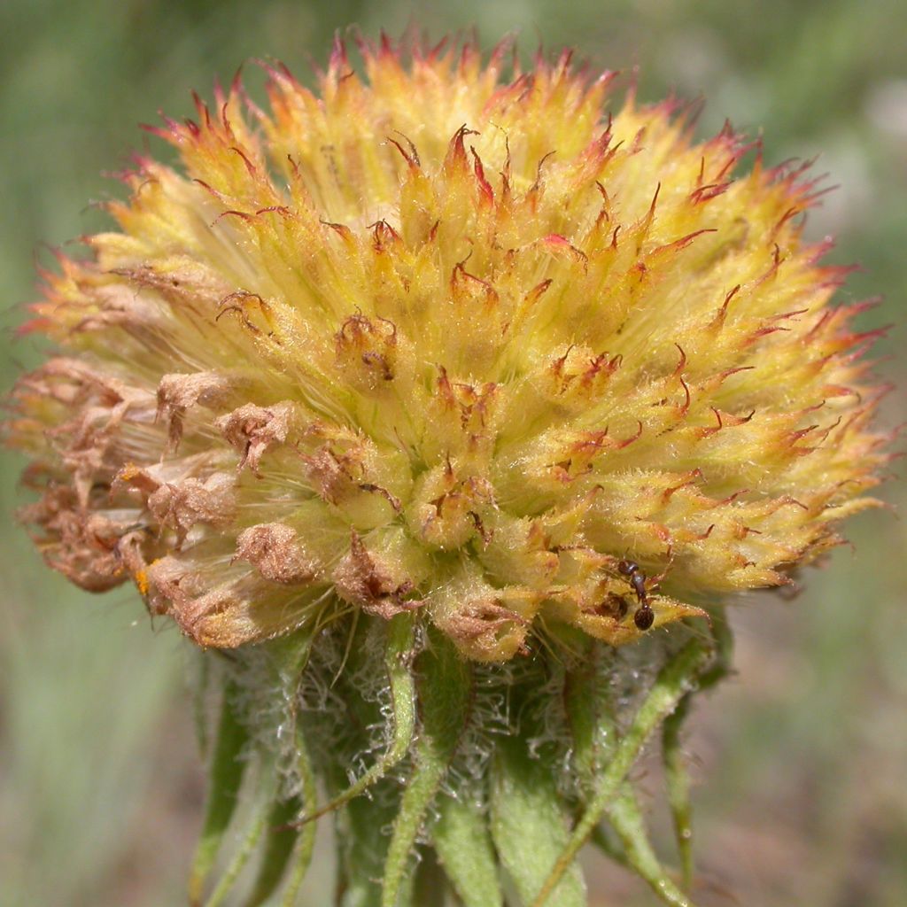 Gaillarde, Gaillardia aristata Maxima Aurea