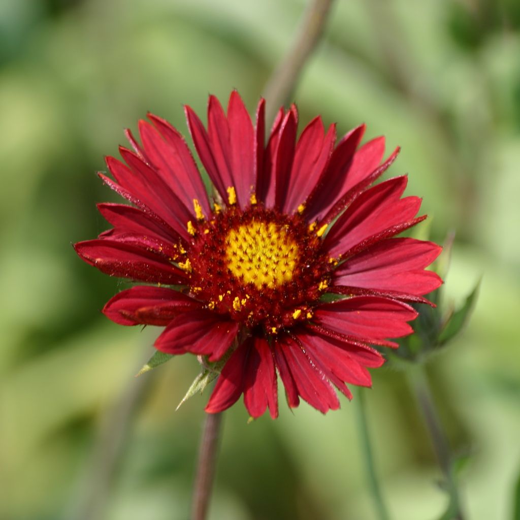 Gaillarde, Gaillardia grandiflora Burgunder